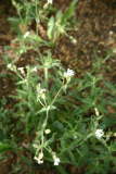 Perennial Mini Meadow RCP 5-2014 215 - Silene latifolia subsp. alba.JPG